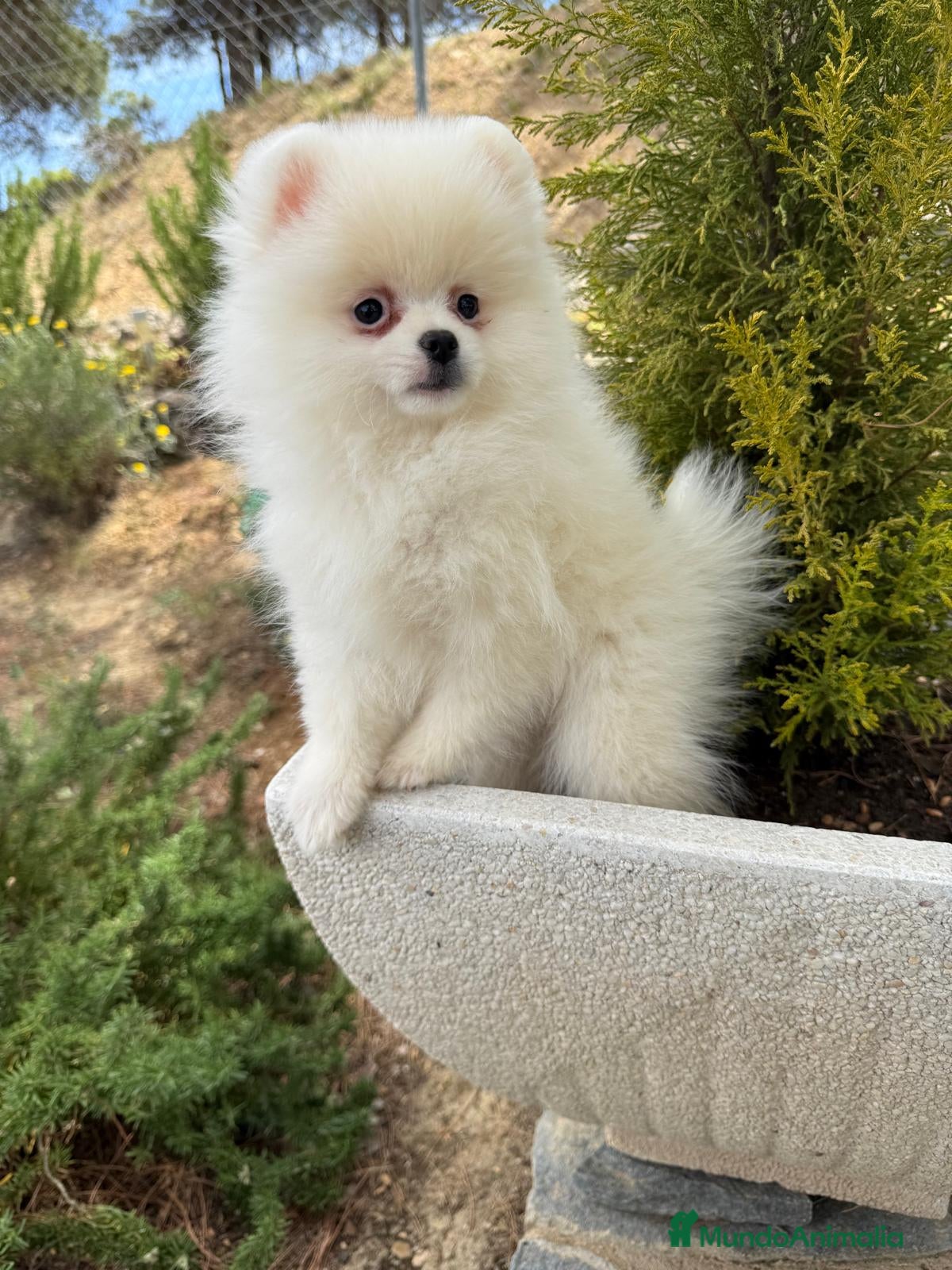Pomerania perros Pomerania excelentes lineas (Hembra Disponible) - Anuncio 1