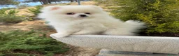Pomerania perros en venta: Pomerania excelentes lineas (Hembra Disponible) - Anuncio 1