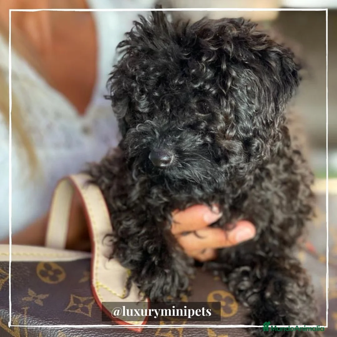 Caniche Toy perros en venta: Camada de Caniche Minitoy en Madrid - Anuncio 5