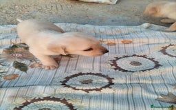 Labrador Retriever perros en venta: Labrador retriever  - Imagen 7