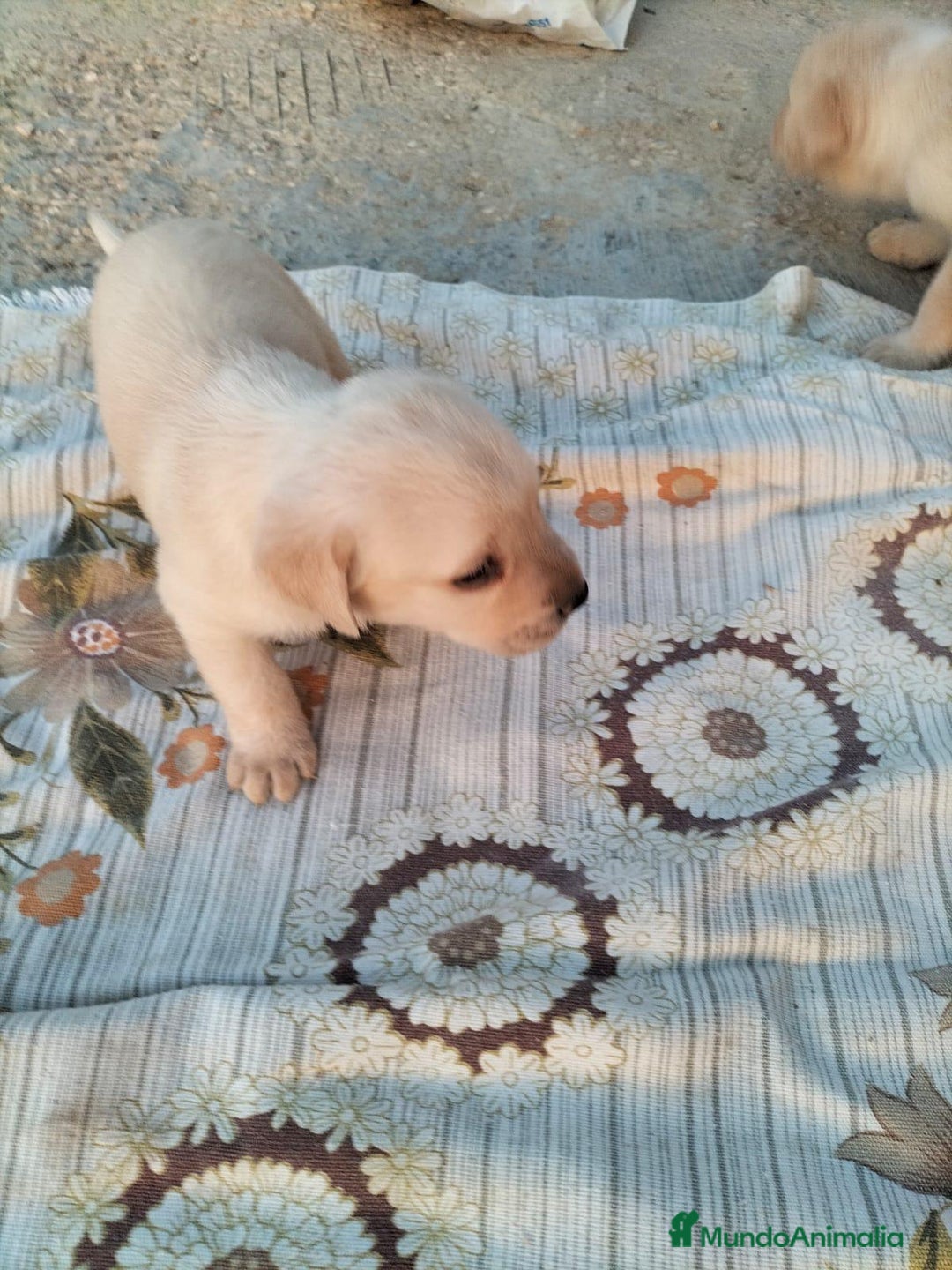 Labrador Retriever perros en venta: Labrador retriever  - Imagen 7