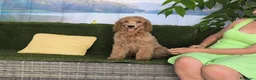 Caniche Gigante perros en venta: Caniches gigantes  - Anuncio 6
