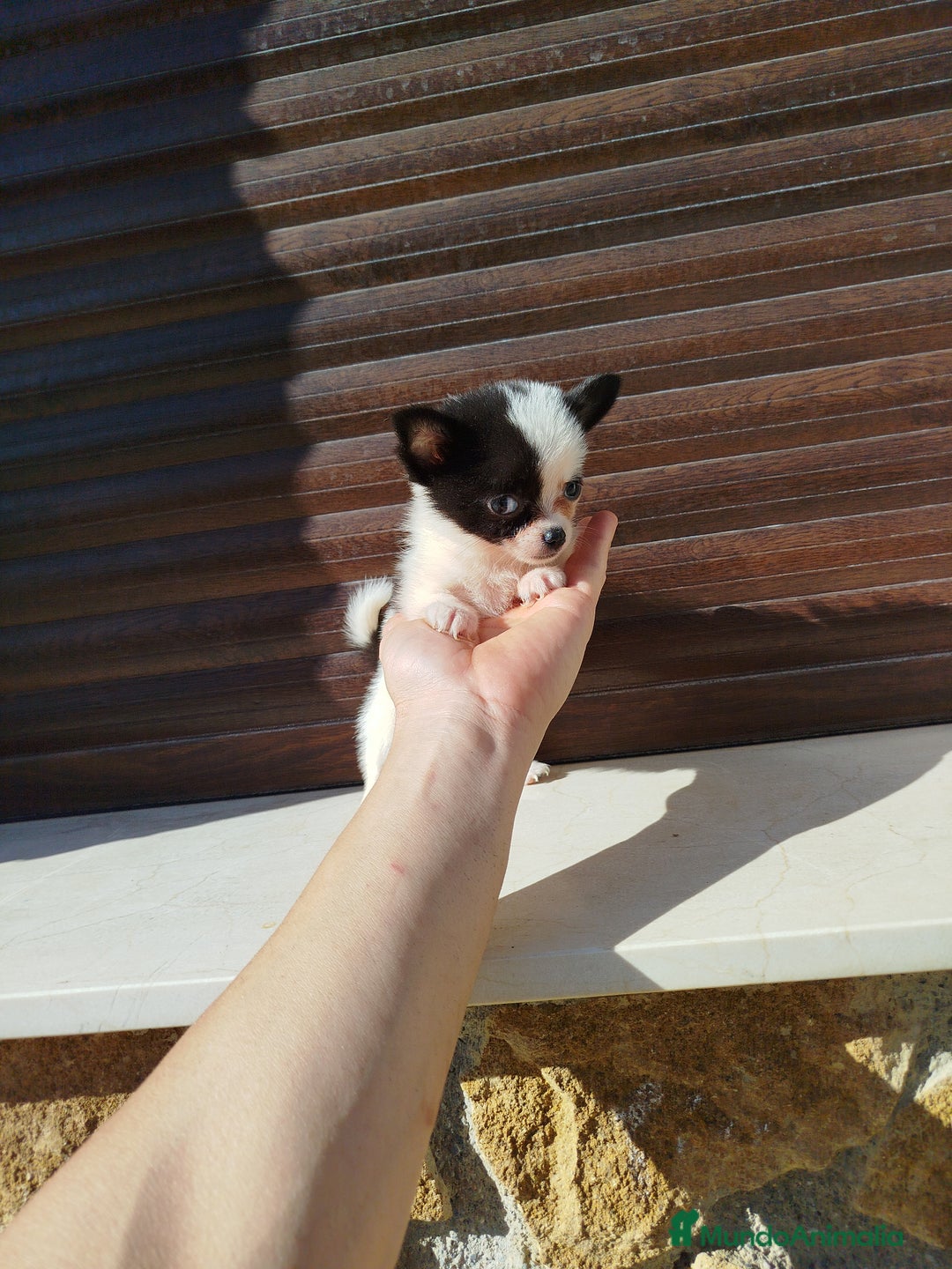 Chihuahua perros en venta: Chihuahua toy  - Imagen 4