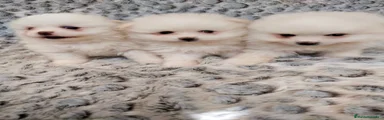 Pomerania Cachorro 10