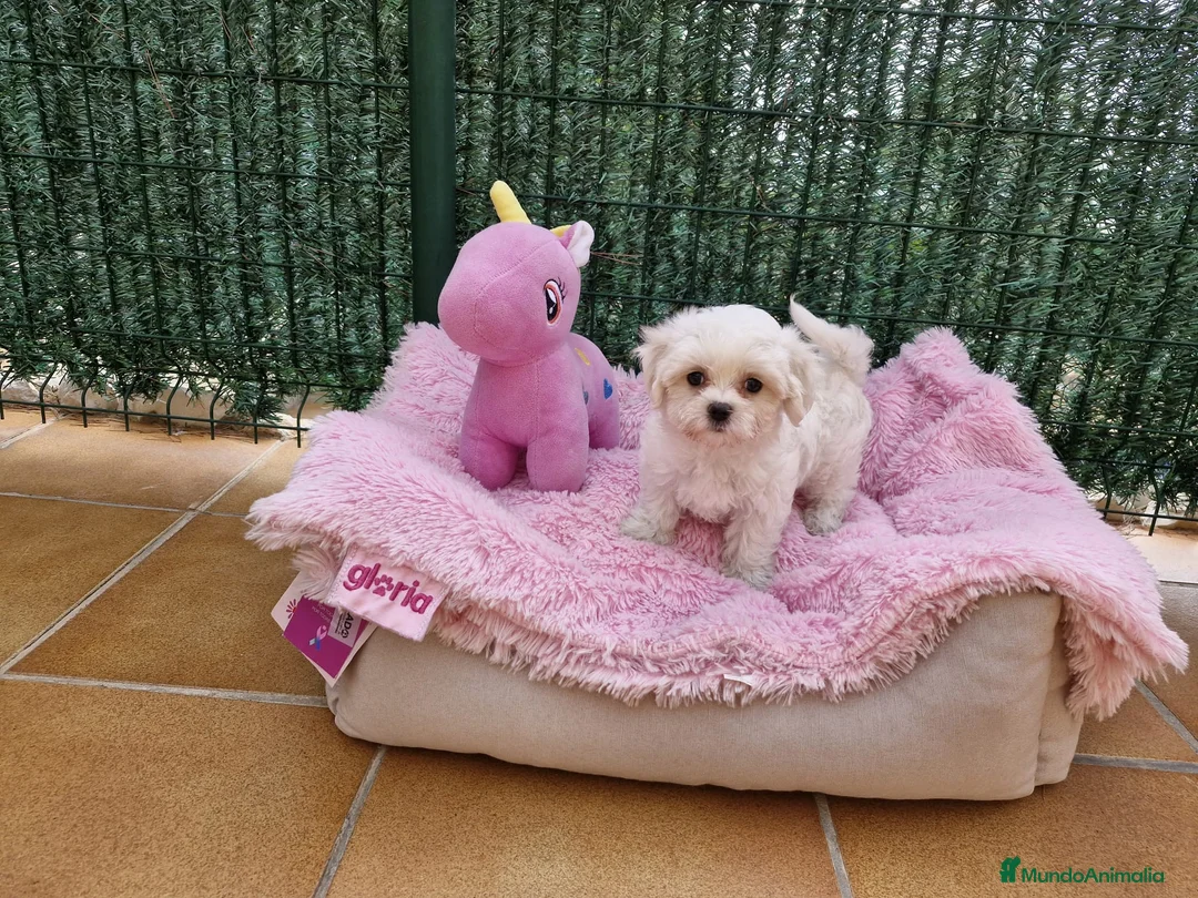 Bichón Maltés perros en venta: Bichón Maltés  en Barcelona - Anuncio 1