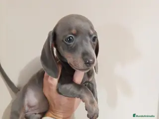 Teckel Miniatura perros Teckel miniatura - Anuncio 1