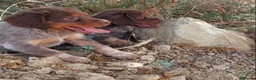 Épagneul Breton perros en venta: Epagneul bretón  en Castellón - Anuncio 2