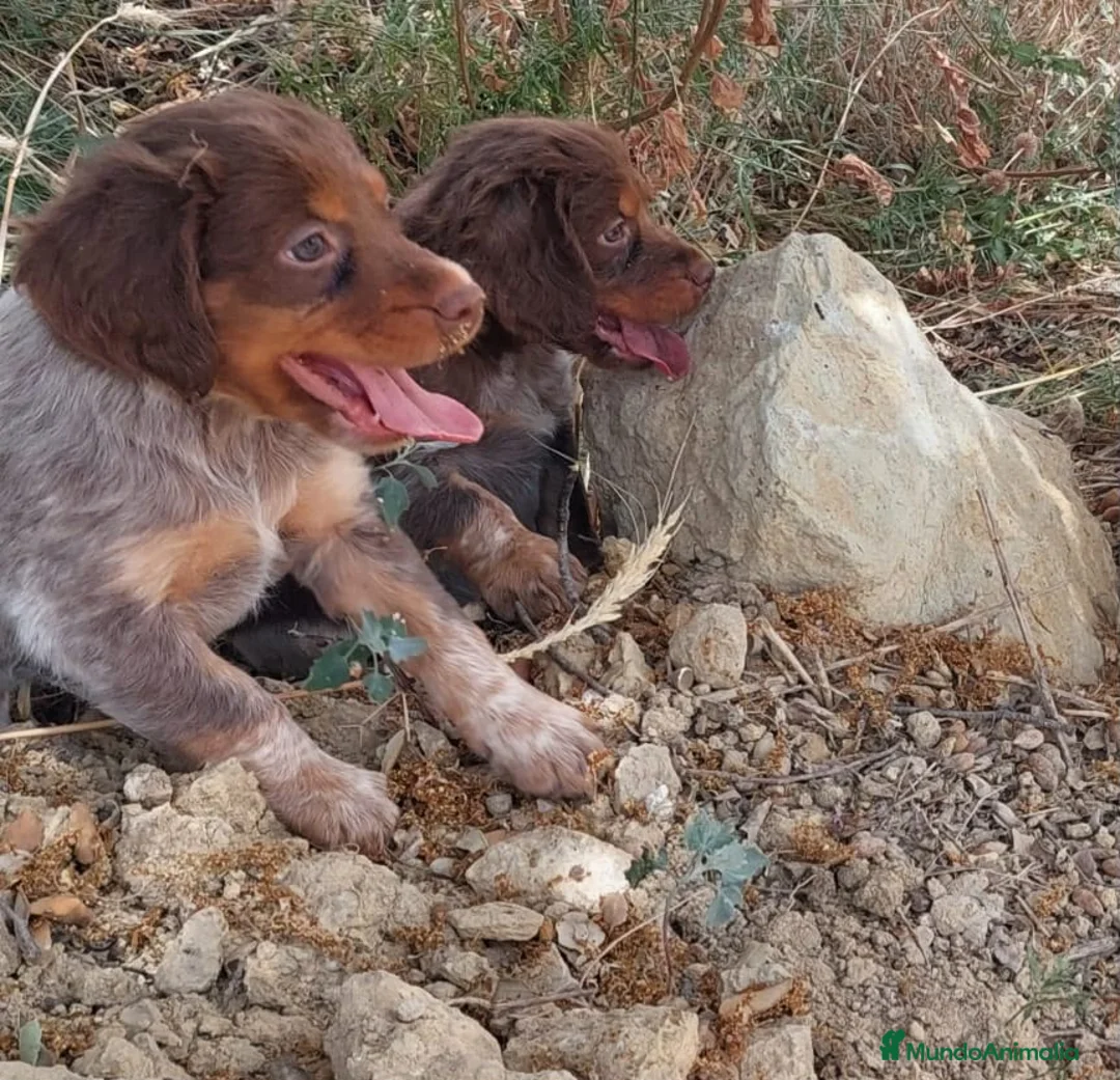 Épagneul Breton perros en venta: Epagneul bretón  en Castellón - Anuncio 2