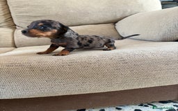 Teckel perros en venta: Disponible hembrita de Teckel kaninchen  - Imagen 1