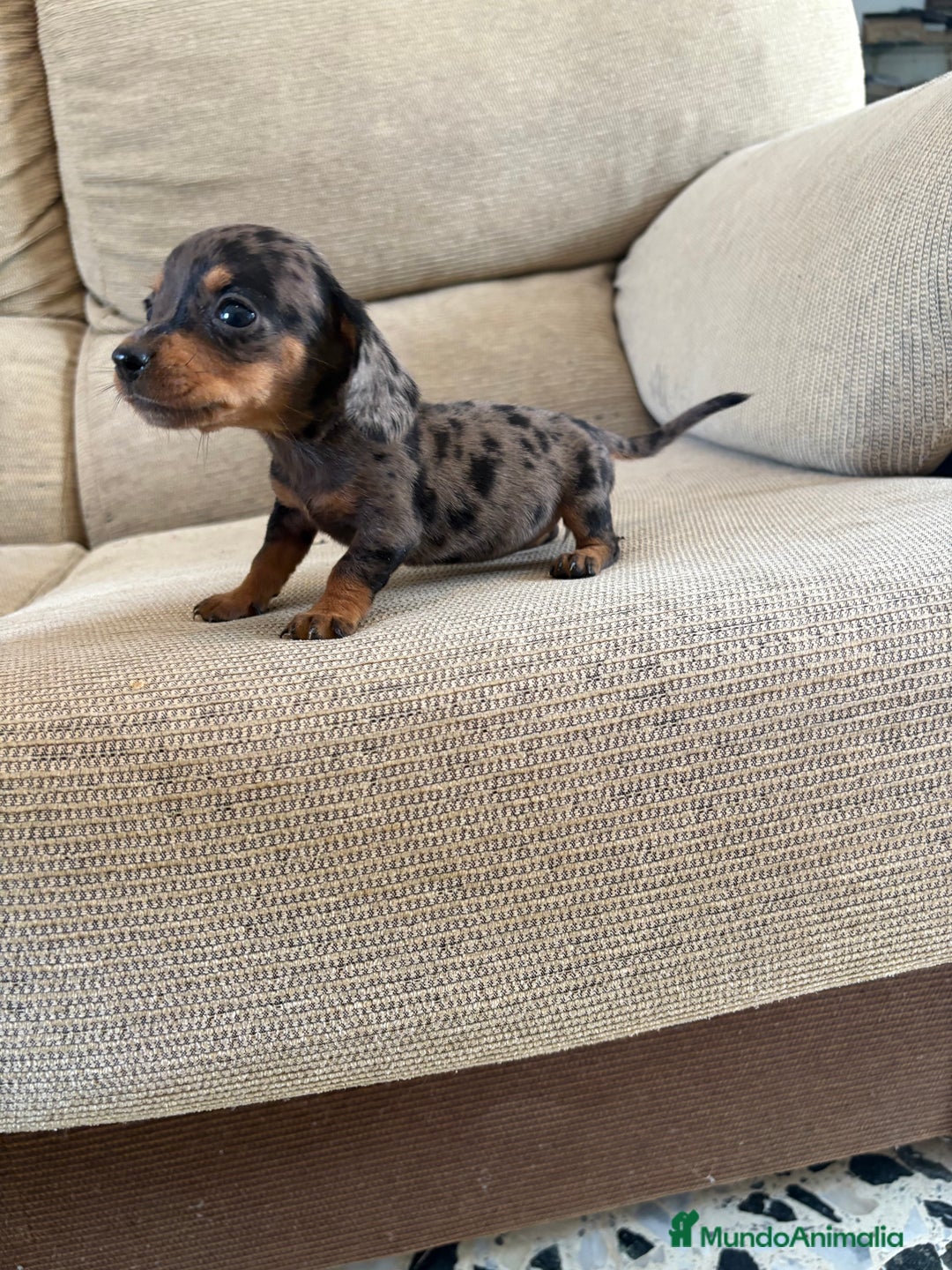 Teckel perros en venta: Disponible hembrita de Teckel kaninchen  - Imagen 1
