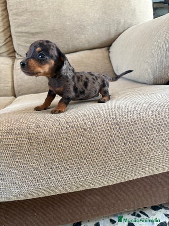 Teckel perros - Anuncio 6