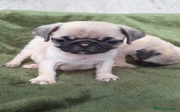 Carlino - Pug perros en venta: CARLINO - Imagen 1