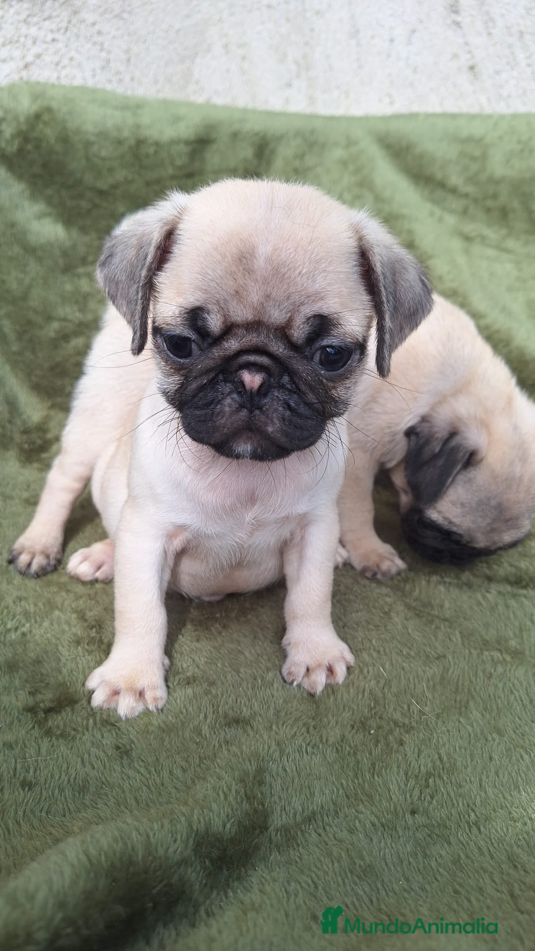 Carlino - Pug perros en venta: CARLINO - Imagen 1