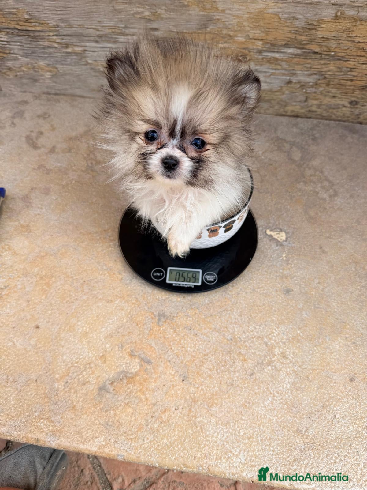 Pomerania perros Pomerania micro toy mini - Anuncio 39