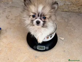 Pomerania perros Pomerania micro toy mini - Anuncio 1