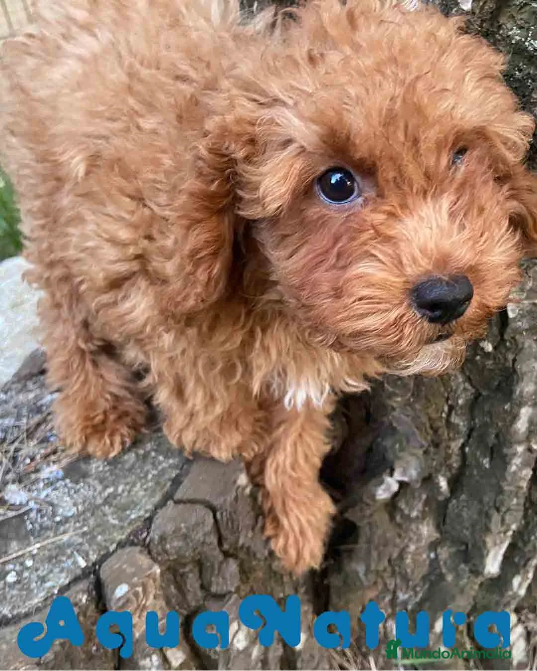 Caniche Enano perros en venta: Caniche Macho de Bella y Can 2021 AQUANATURA - Anuncio 9