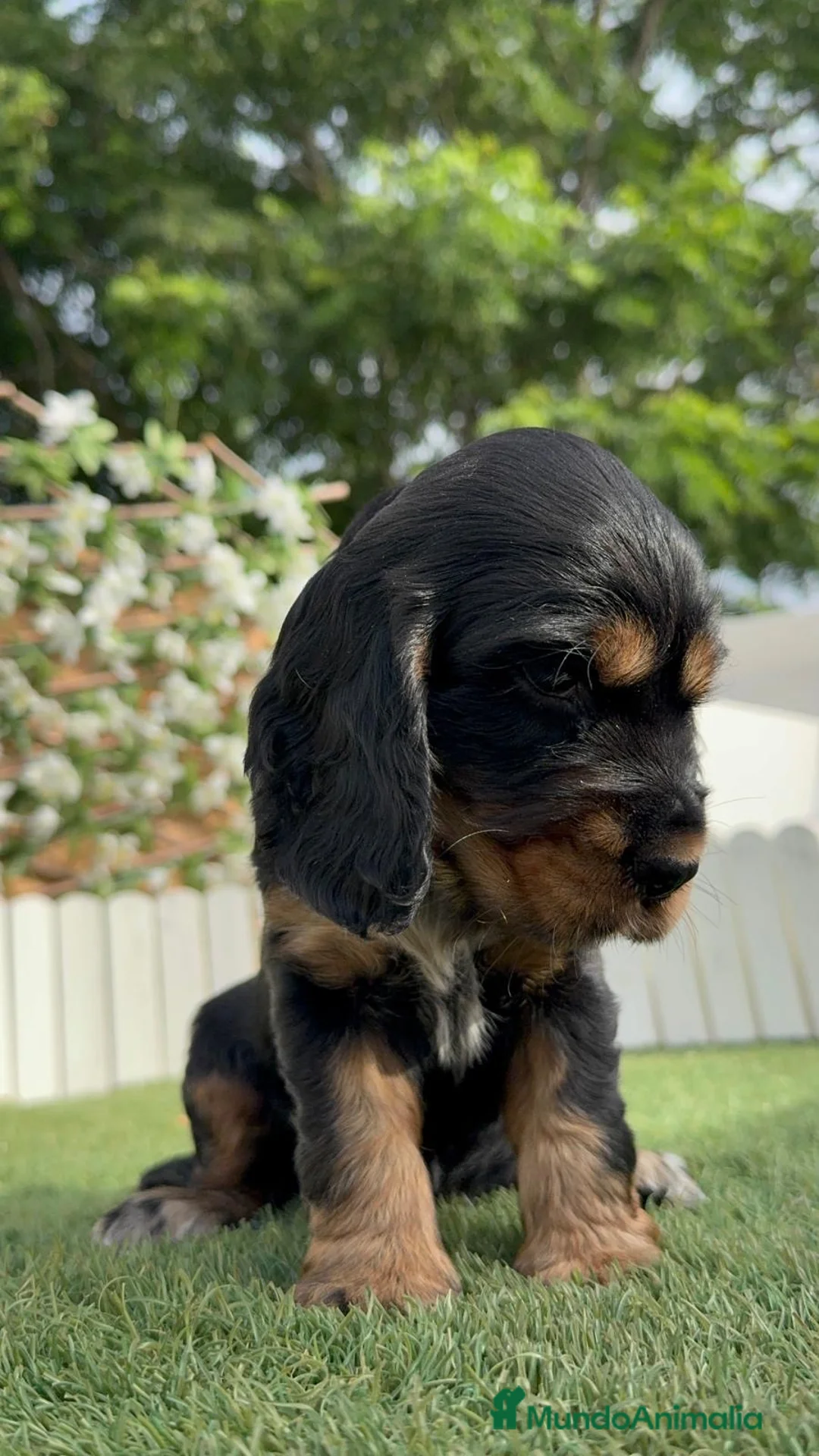 Cocker Spaniel Inglés perros en venta: COCKER SPANIEL INGLES - Anuncio 11
