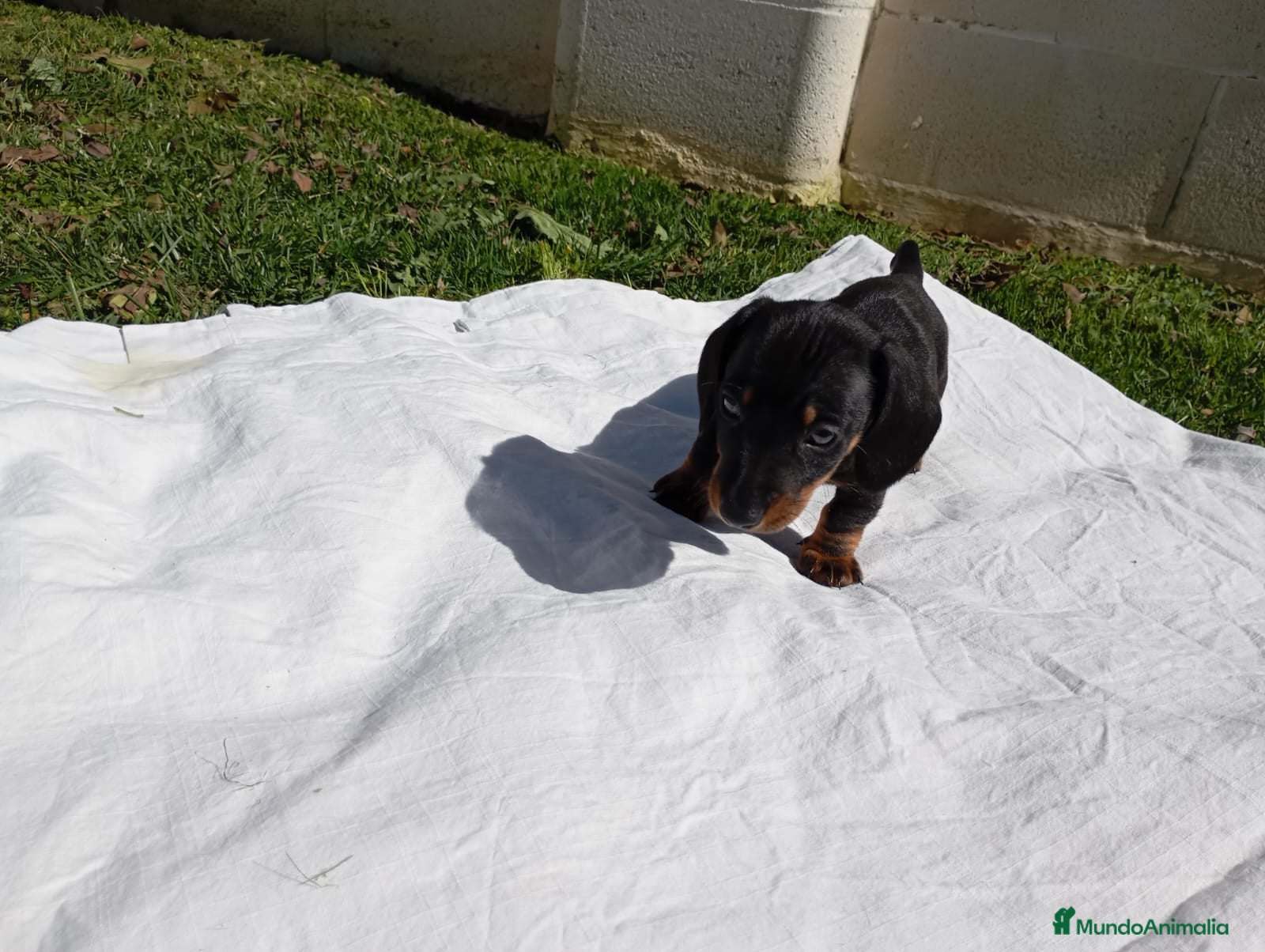 Teckel perros Teckel - Anuncio 2