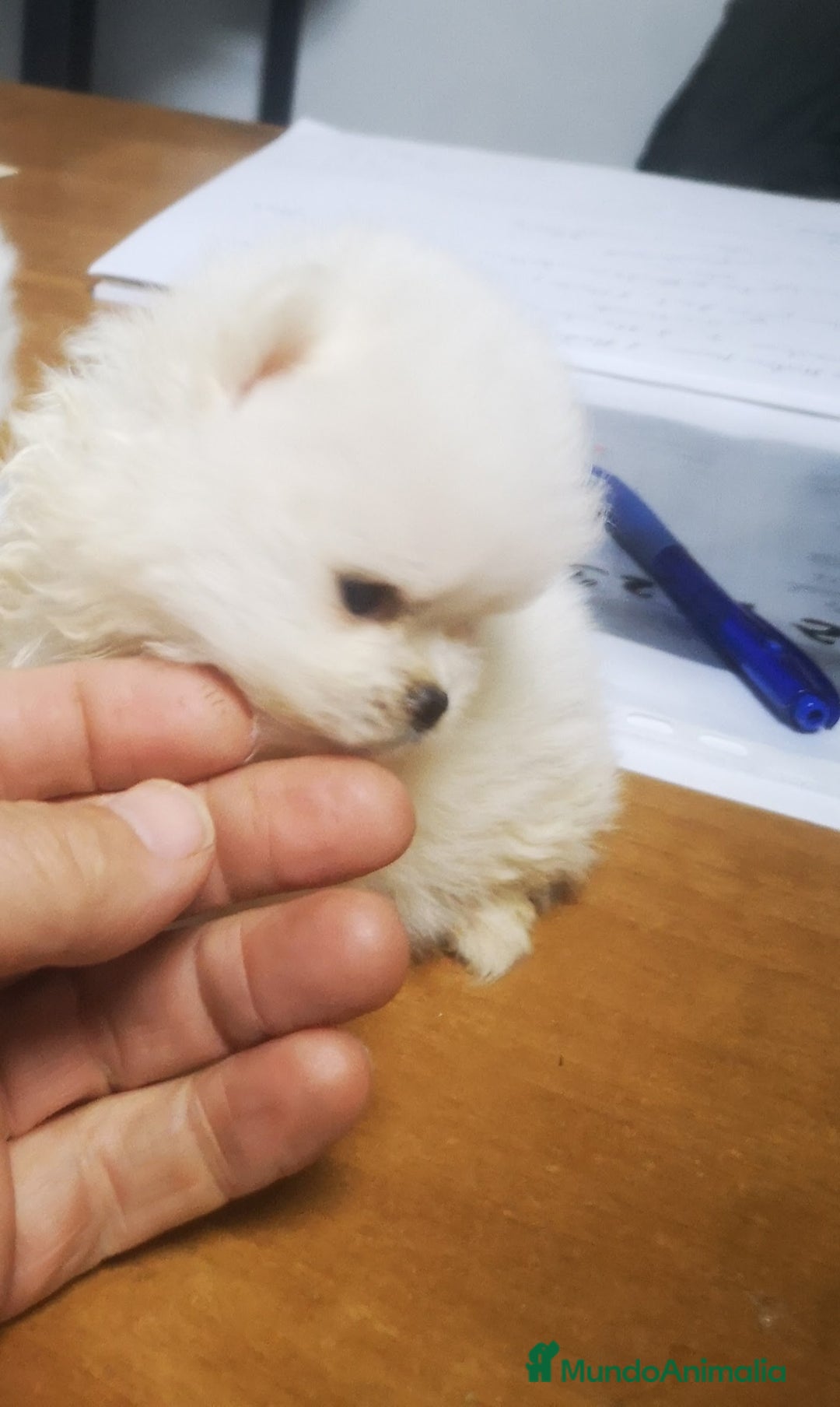 Pomerania perros en venta: Bonitos Pomerania - Anuncio 1