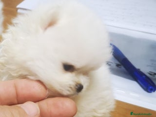 Pomerania perros Bonitos Pomerania - Anuncio 2