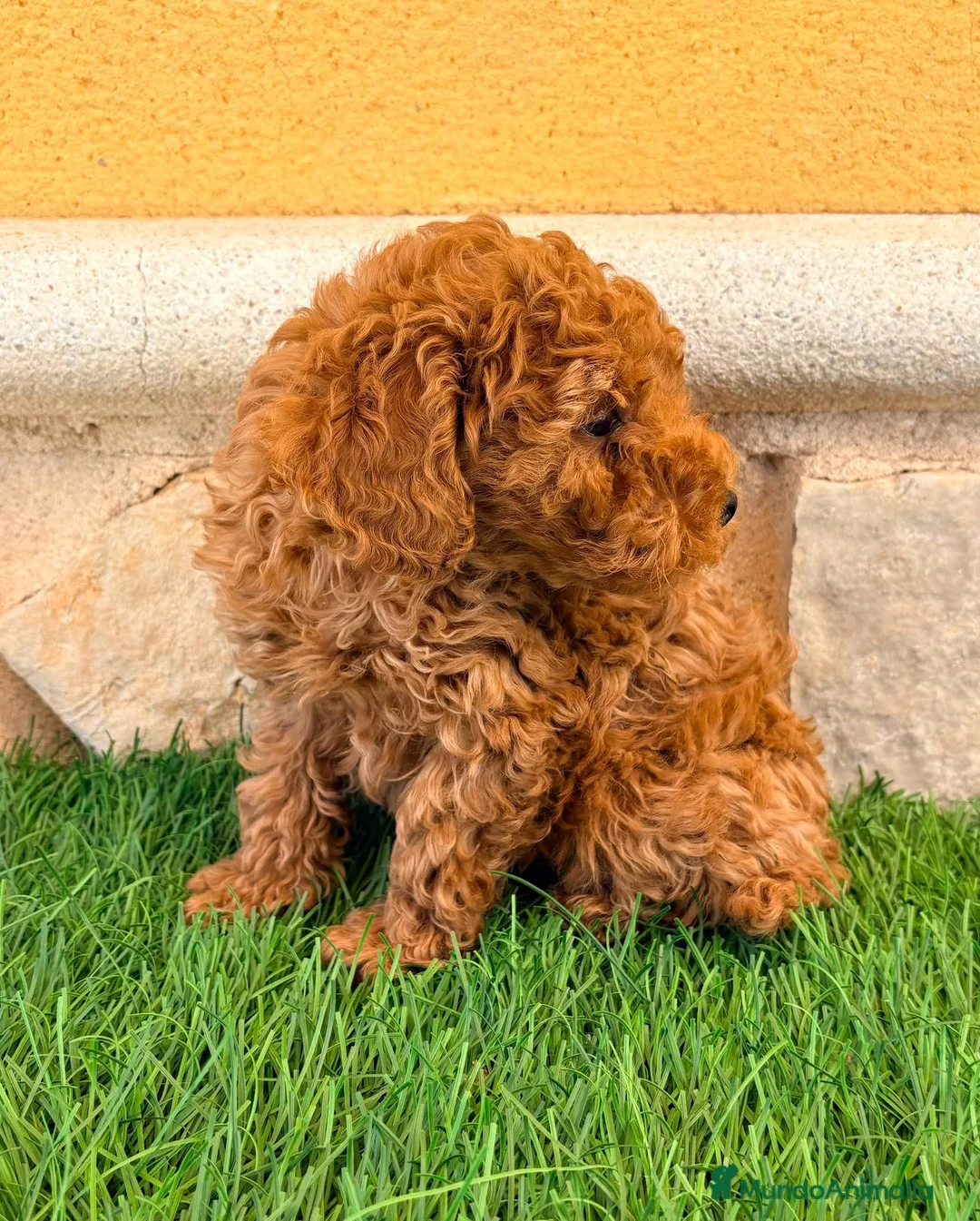 Caniche Toy perros en venta: Caniche toy roja - Anuncio 2