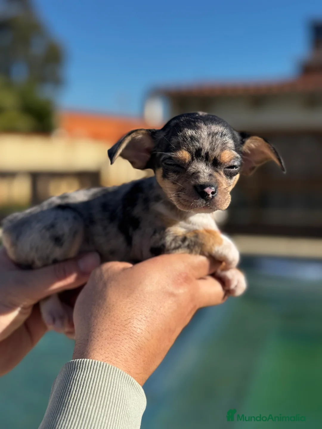Chihuahua perros en venta: Chihuahuas  en Illes Balears - Anuncio 5