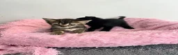Raza Mixta gatos en venta: Gatitos raza mixta  - Anuncio 3