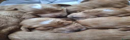 Cockapoo perros en venta: Cockapoo - Anuncio 6