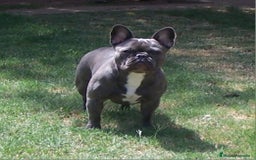 Bulldog Francés perros en venta: ‼️‼️HEMBRA DE BULLDOG FRANCES BLUE - Imagen 3