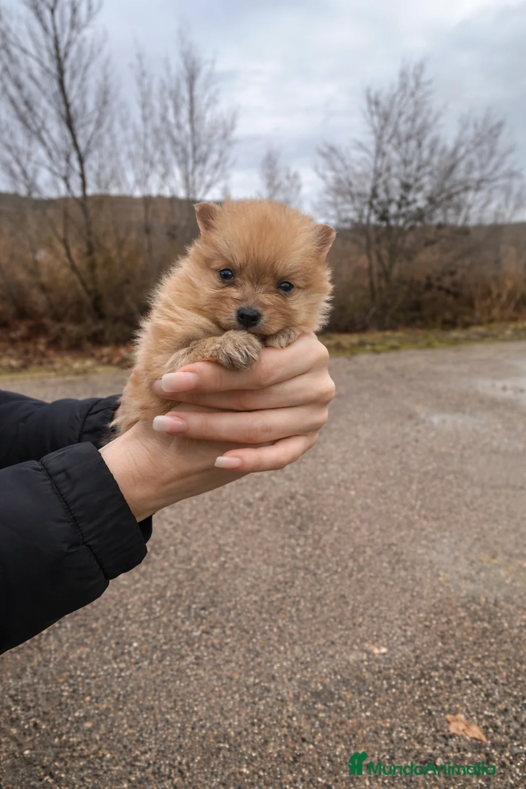 Pomerania perros en venta: Precioso cachorro Pomerania orange - Anuncio 1
