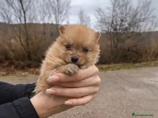 Pomerania perros Precioso cachorro Pomerania orange - Anuncio 2