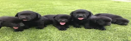 Labrador Retriever perros en venta: Cachorros labrador negro con pedigree  - Anuncio 8