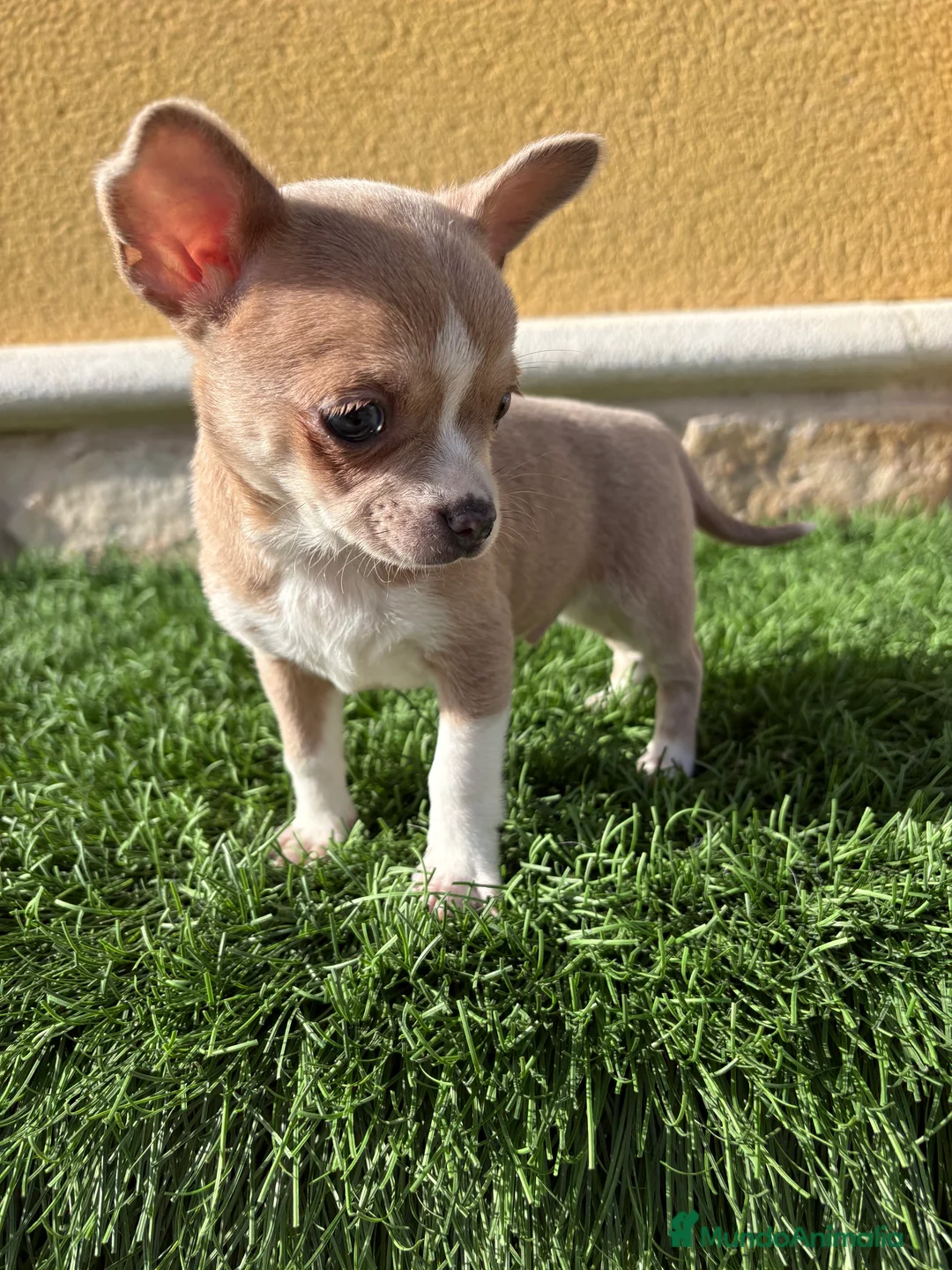 Chihuahua perros en venta: Chihuahua macho marrón blue ojos azules - Anuncio 14
