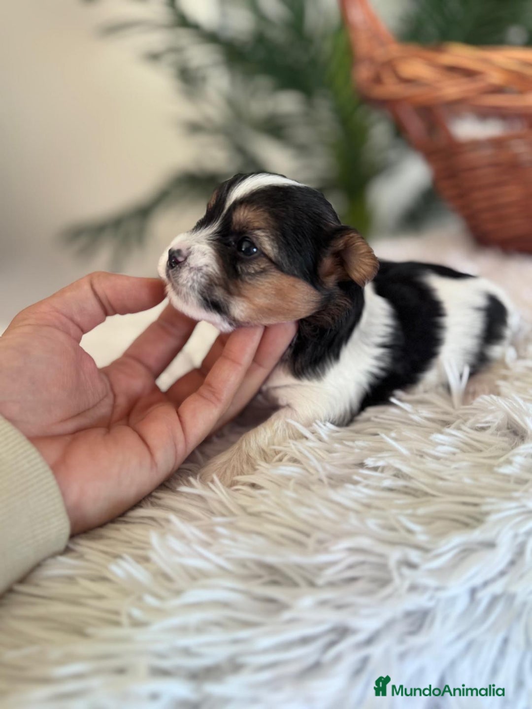 Yorkshire Terrier perros en venta: YORKSHIRE BIEWER - Anuncio 6