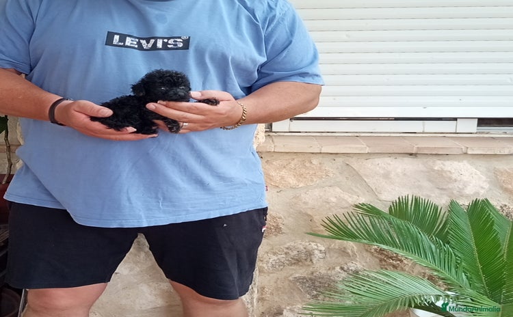 Caniche Toy perros - Anuncio 1
