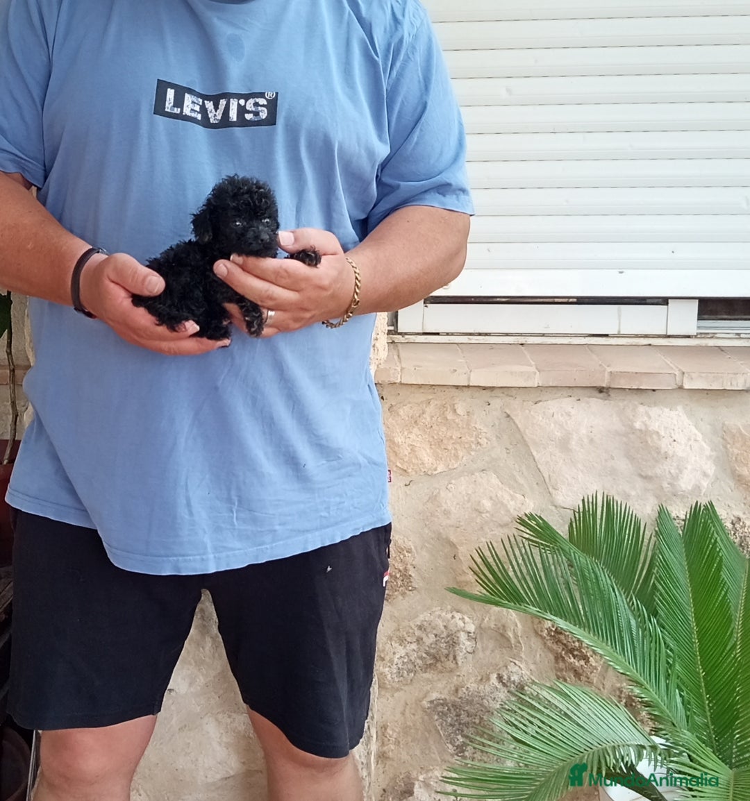 Caniche Toy perros en venta: Precioso cachorrito de caniche minitoy  - Imagen 1