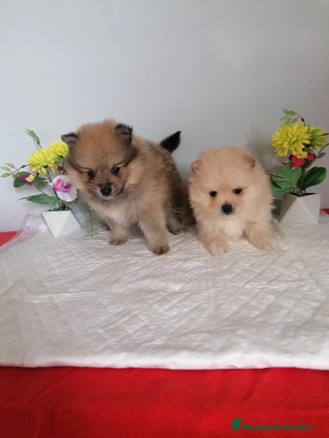 Pomerania perros en venta: Preciosa camada de pomerania  - Anuncio 2