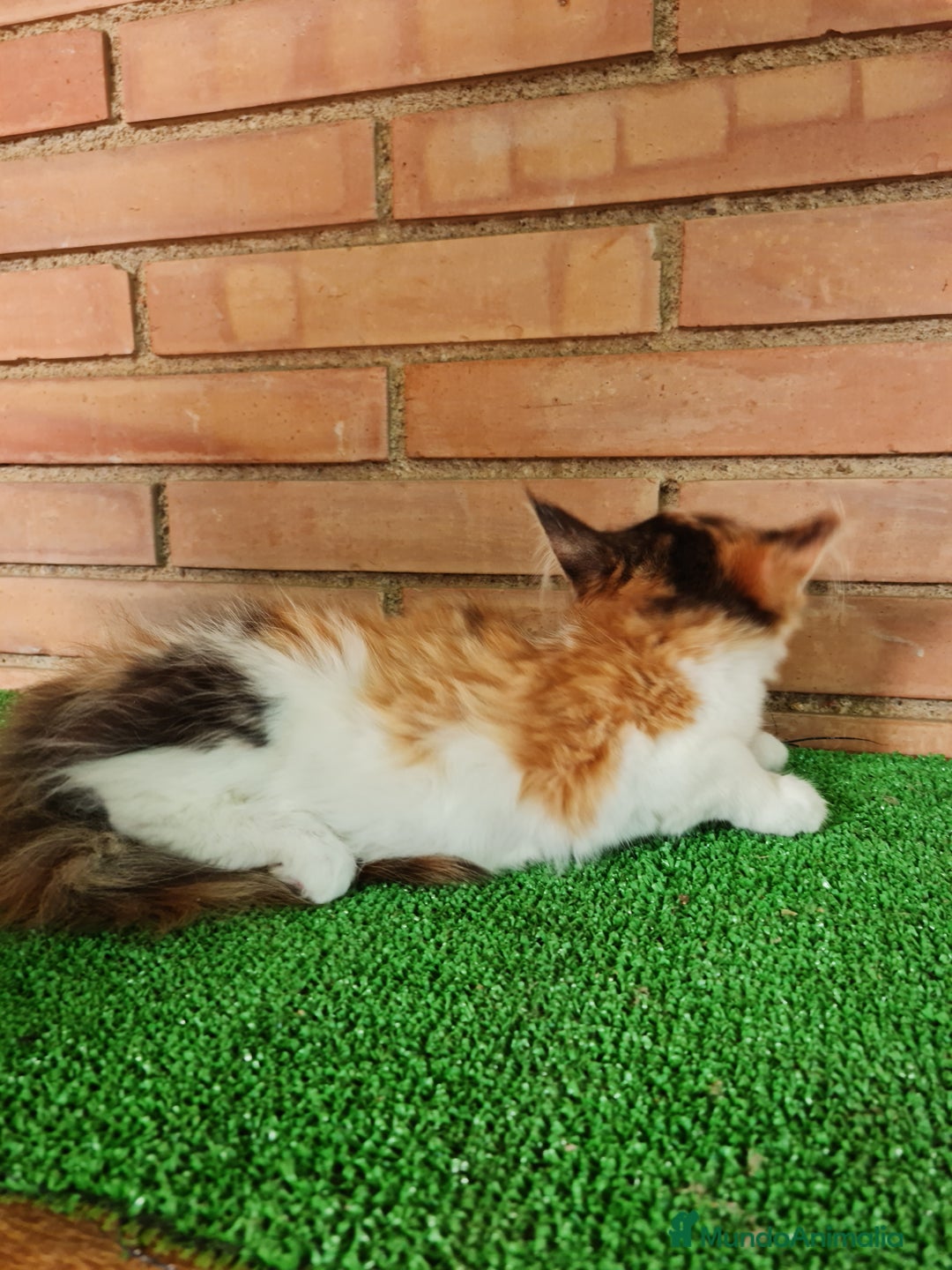 Maine Coon gatos en venta: Maine coom - Imagen 10