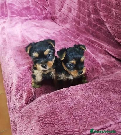 Yorkshire Terrier perros en venta: 🌸🐶💕 YORKSHIRE: UN PEDACITO DE CIELO💕🐶🌸 - Anuncio 6