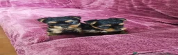 Yorkshire Terrier perros en venta: 🌸🐶💕 YORKSHIRE: UN PEDACITO DE CIELO💕🐶🌸 - Anuncio 1