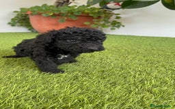 Perro de Agua Español perros en venta: PERRO DE AGUA ESPAÑOL HEMBRA - Imagen 15