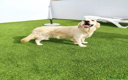 Golden Retriever perros en venta: PRECIOSOS GOLDEN RETRIEVER  - Imagen 12