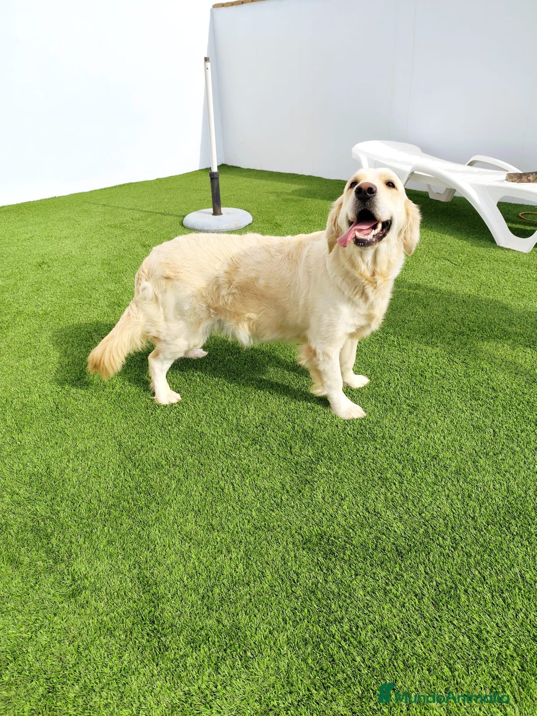 Golden Retriever perros en venta: PRECIOSOS GOLDEN RETRIEVER  - Imagen 12
