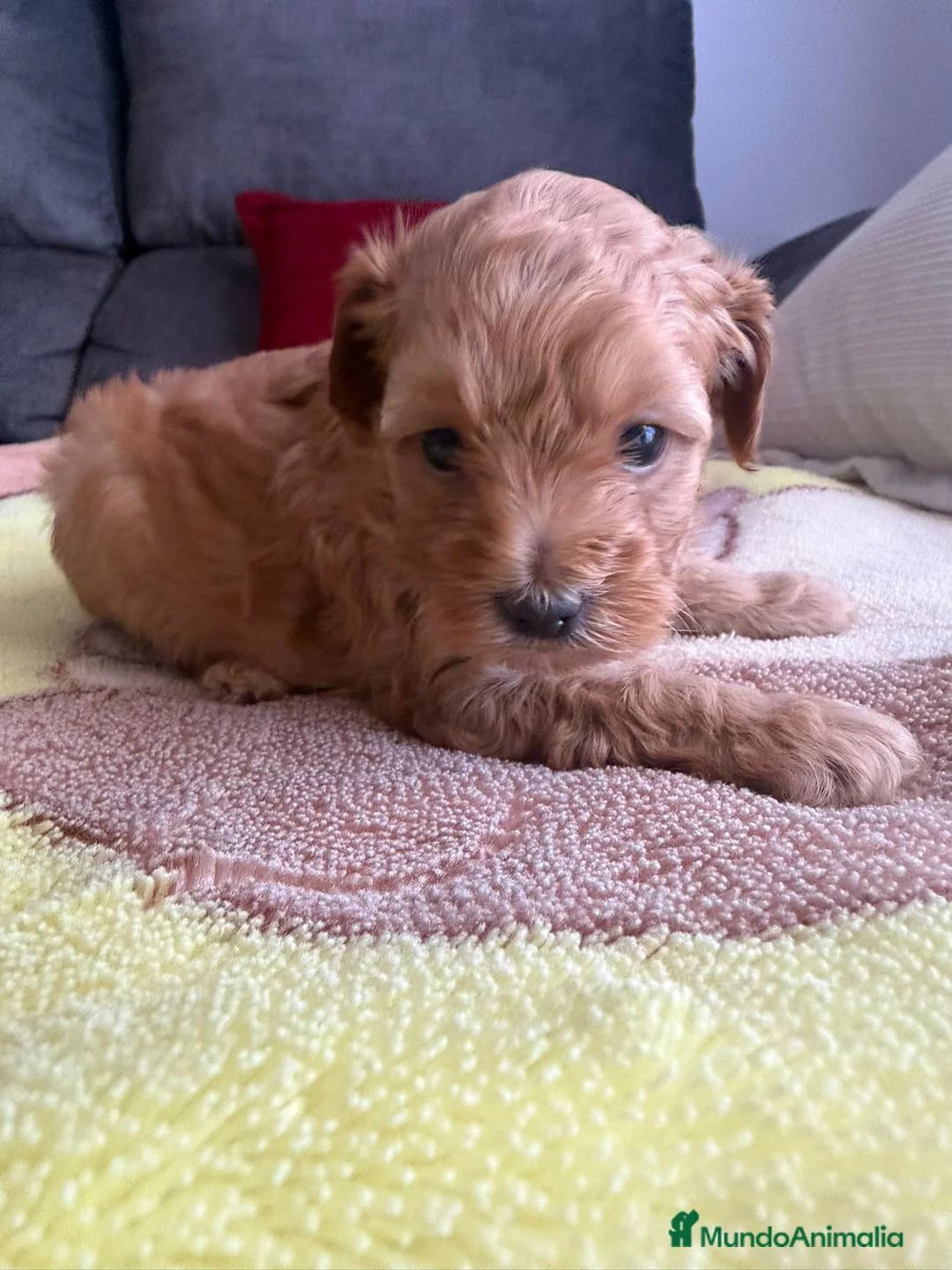 Caniche Toy perros en venta: Caniches Toy  - Anuncio 2