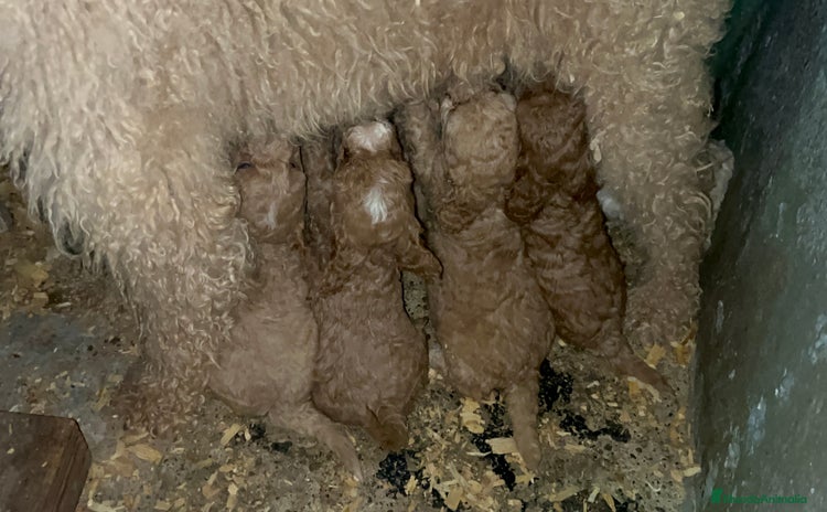 Caniche Enano perros - Propaganda 6