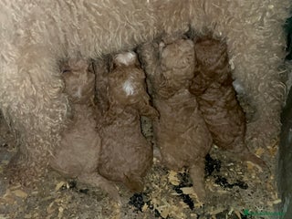 Caniche Enano perros Caniche enano - Anuncio 1