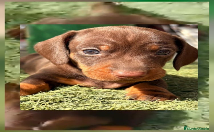 Teckel perros - Anuncio 1