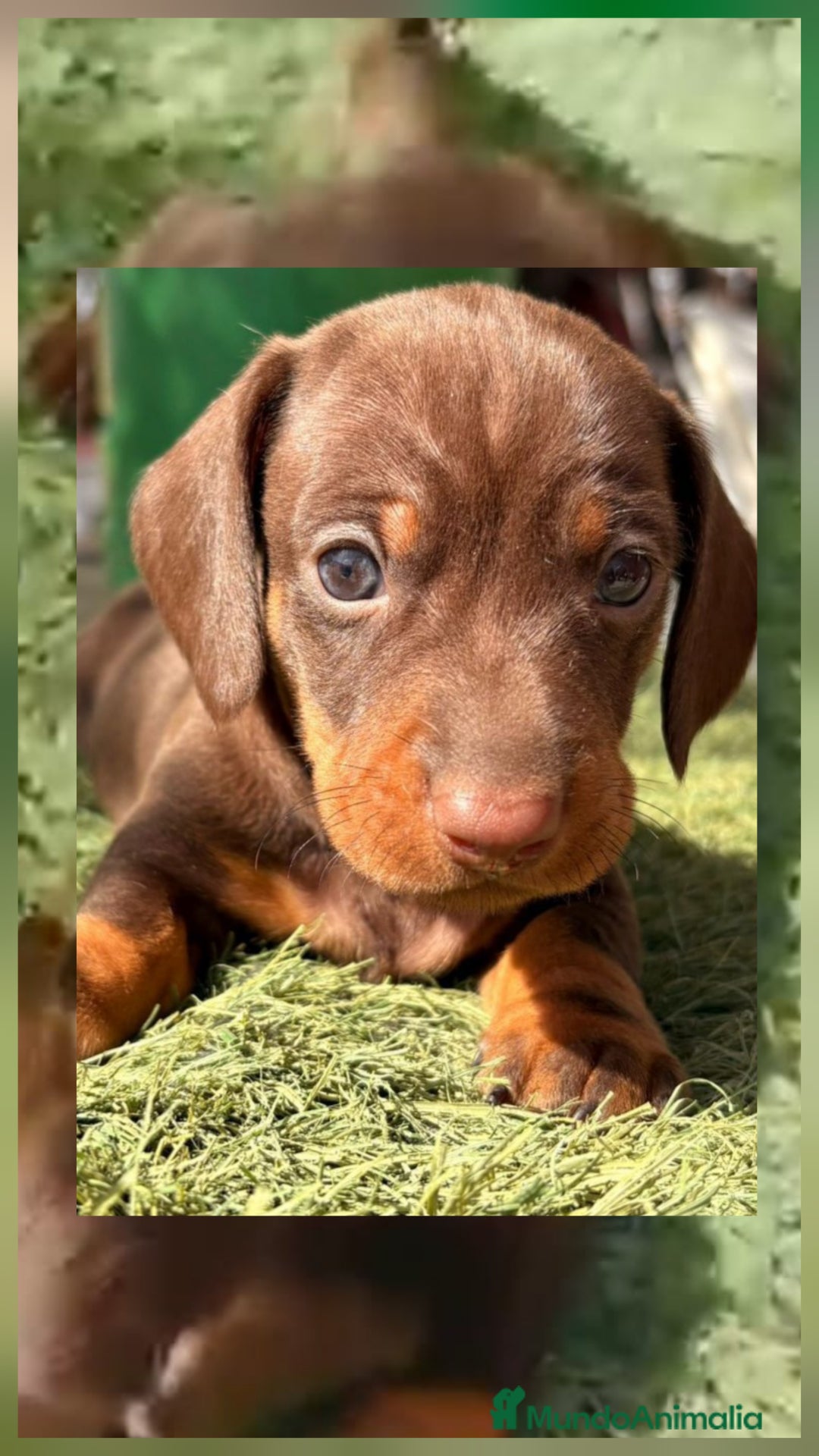 Teckel perros en venta: Teckels Mini Choco - Imagen 1