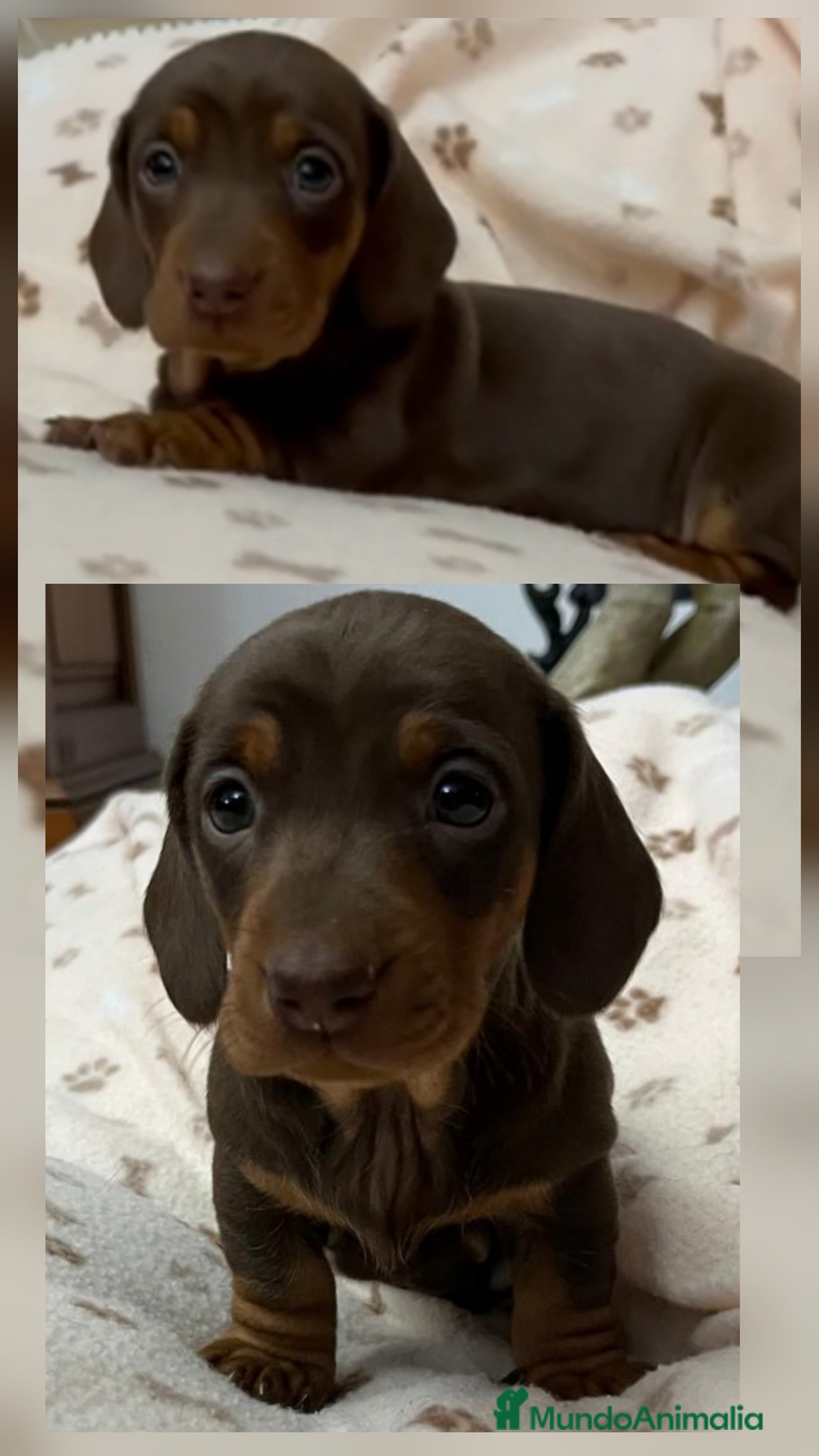 Teckel Miniatura perros Teckel Mini - Anuncio 11