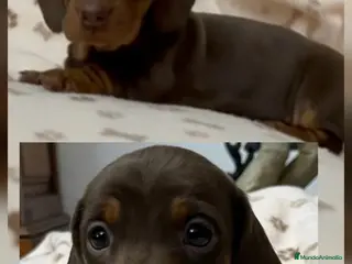 Teckel Miniatura perros Teckel Mini - Anuncio 11